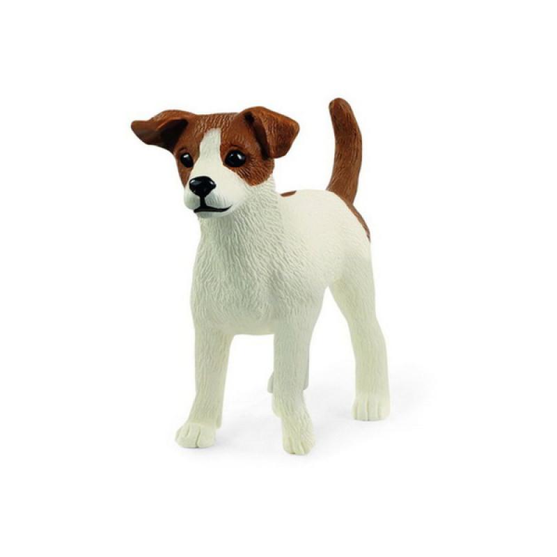 Jack Russel Terrier