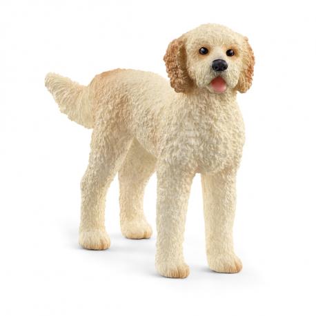 CHIEN GOLDENDOODLE