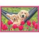 NUMERO D'ART GRAND FORMAT - LABRADOR ET TULIPES